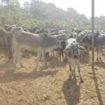 गौशाला का हाल-बेहाल gooshala uttar pradesh