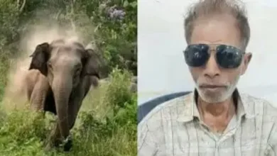 चारा लेने जंगल गये बुजर्ग को हाथी ने कुचलकर मार डाला
